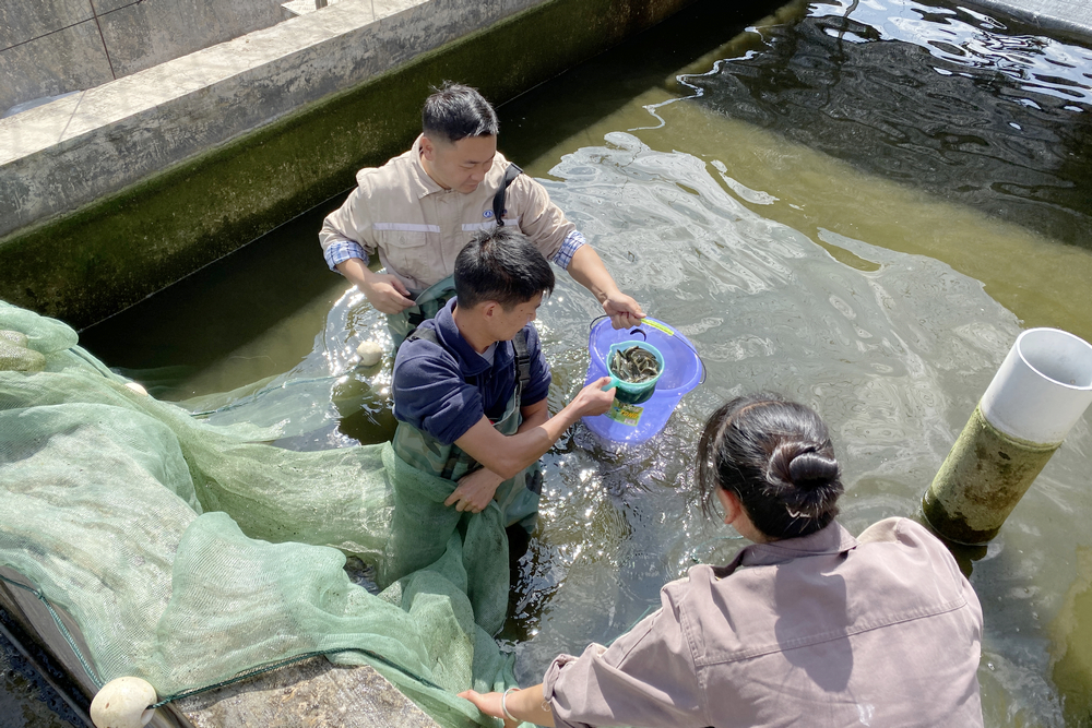 放流魚(yú)苗篩選.jpg