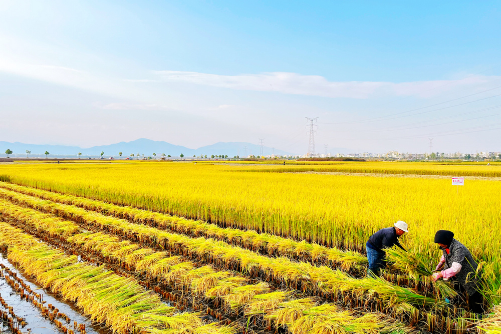 昭陽(yáng)區(qū)簸箕灣秋收景象.jpg